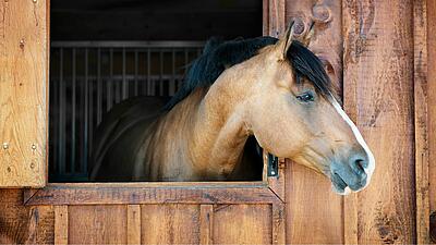 Centre équestre de La Garangeoire : balades et équitation en Vendée 🐴​