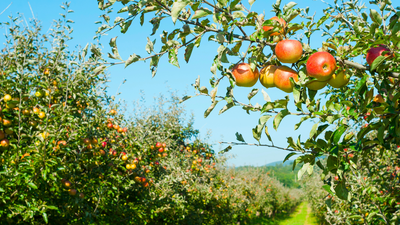 Top des adresses à visiter dans le Pays d’Auge, au cœur du Calvados