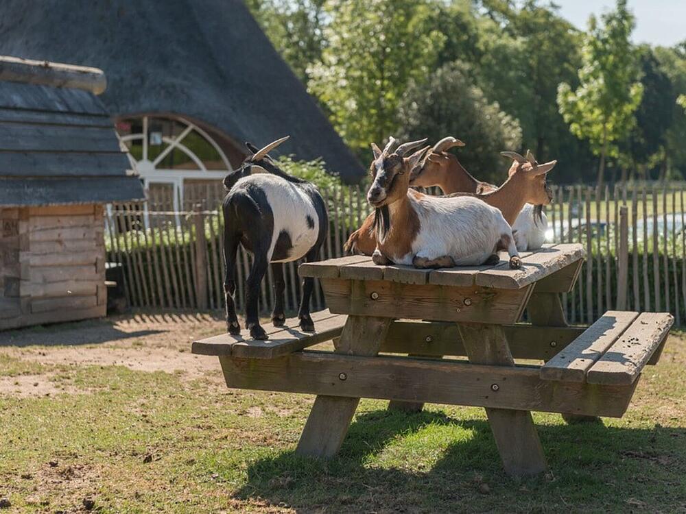 Camping Castel Camping Les Ormes, Domaine & Resort DOL DE BRETAGNE Bretagne 10