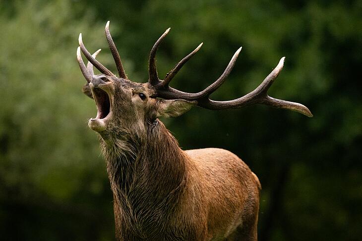 un cerf en train de bramer en Sologne