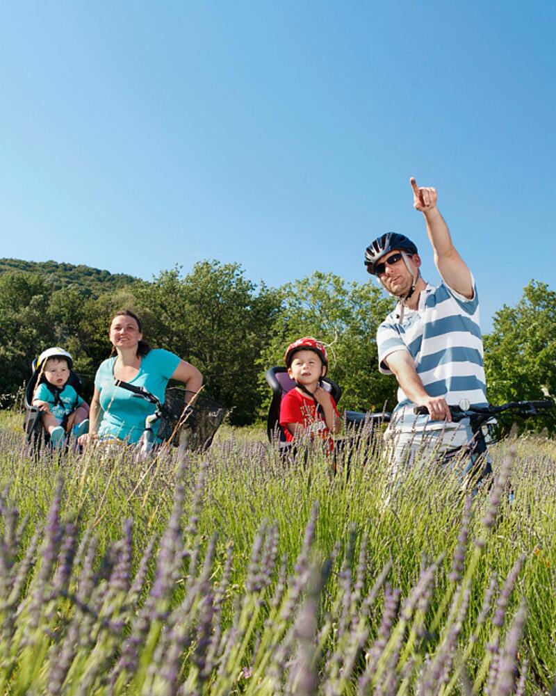 Family cycling through a blooming lavender field on a sunny day during a last-minute holiday at Les Castels 5-star campsites in Ardèche, France.