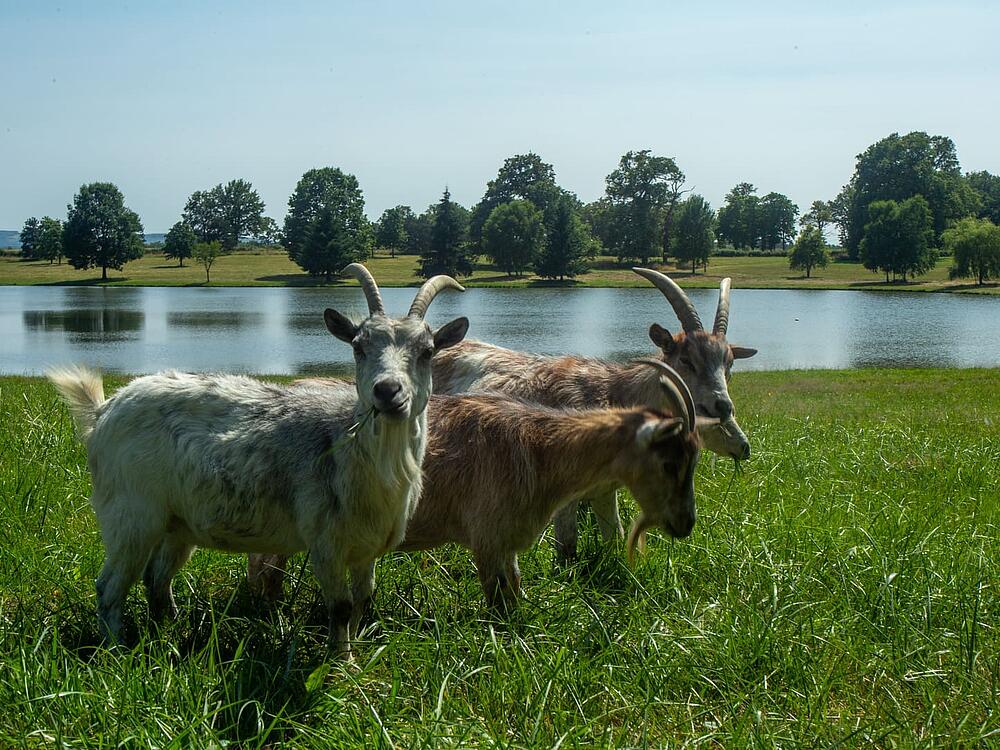 Camping Castel Camping Château de Poinsouze BOUSSAC - BOURG Nouvelle-Aquitaine 6