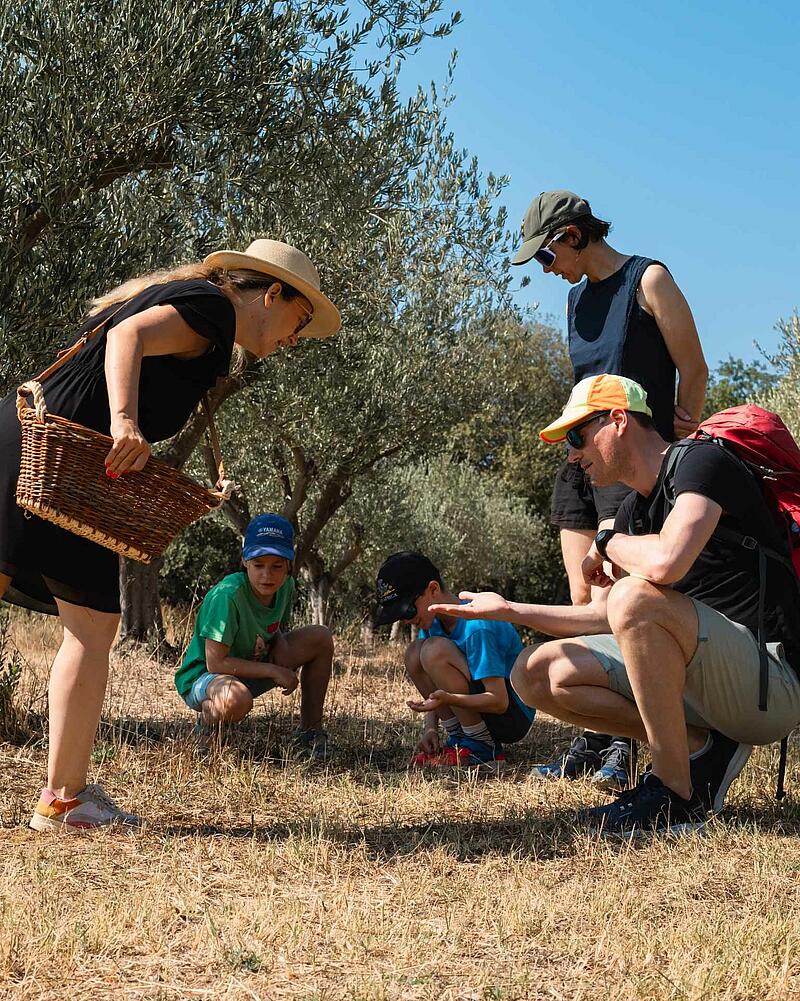 A family with young boys crouches down in a sunny olive grove to explore the ground, guided by a woman carrying a traditional wicker basket during a summer holiday excursion.