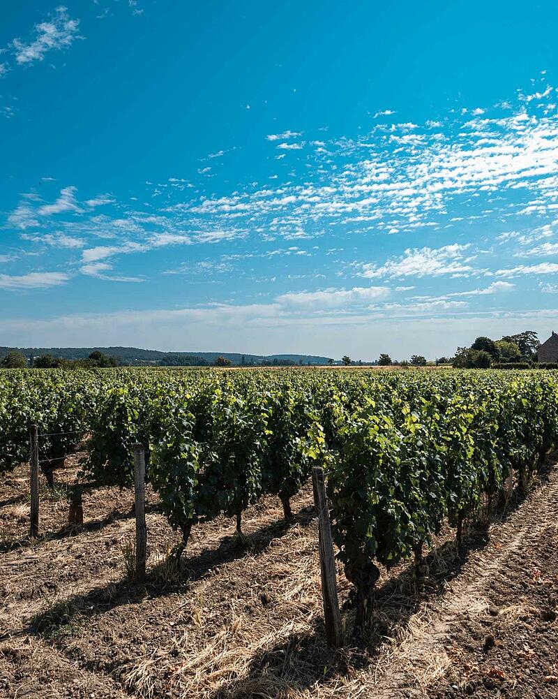 Long neat rows of vibrant green grapevines under a wide blue sky with wispy white clouds, showcasing a classic French wine country landscape.
