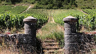 Route des vins de Bourgogne : découvrez les plus beaux itinéraires 🍇​🍷​🚲​
