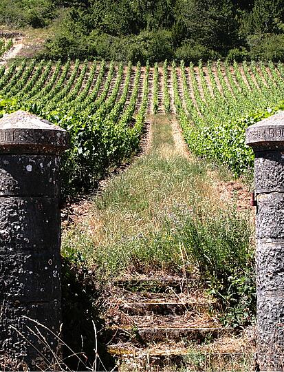 Route des vins de Bourgogne : découvrez les plus beaux itinéraires 🍇​🍷​🚲​