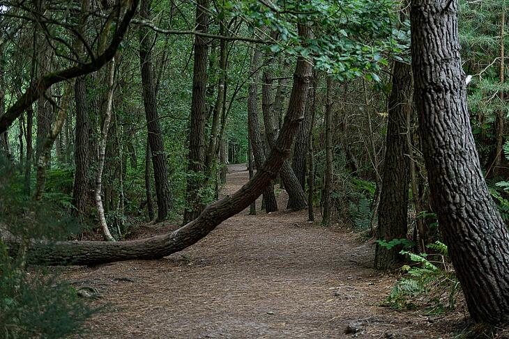 forêt brocéliande en bretagne