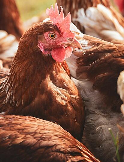 Recette : la marmite sarthoise du Château de Chanteloup