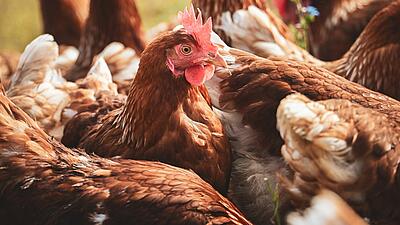 Recette : la marmite sarthoise du Château de Chanteloup