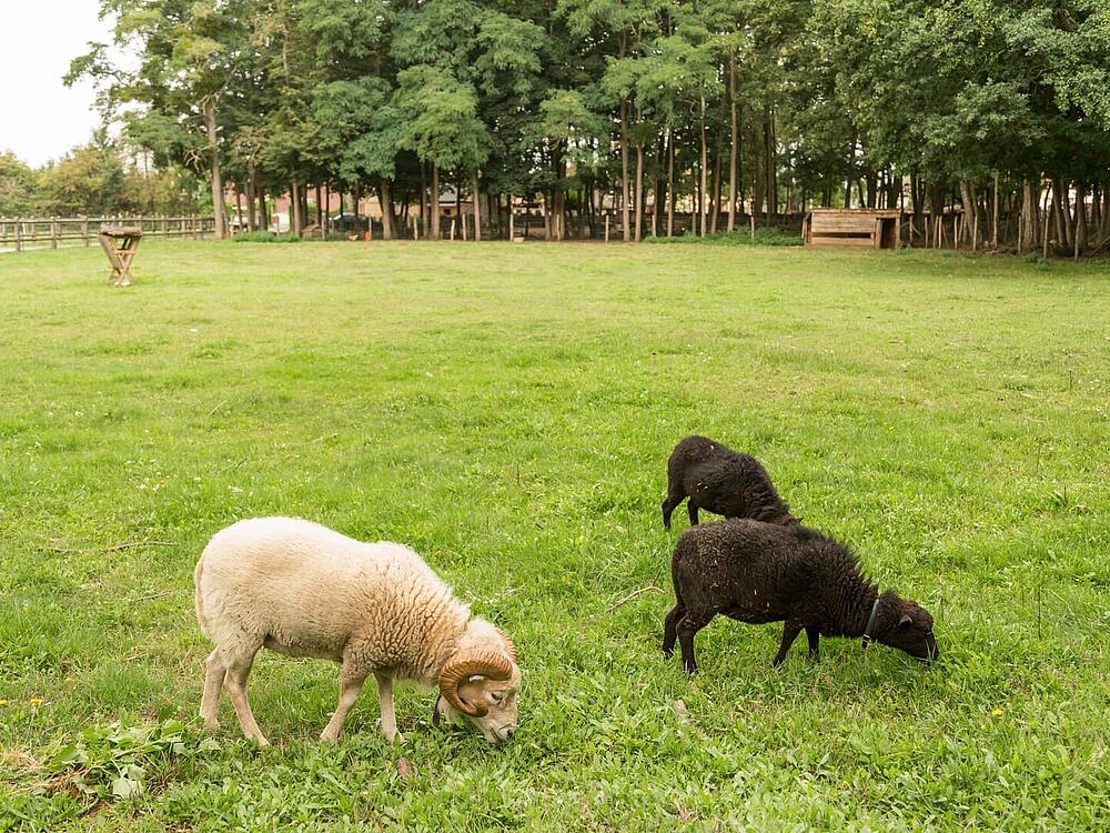 Camping Castel Camping Château de Chanteloup SILLE-LE-PHILIPPE Pays de la Loire 14