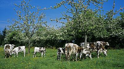 Visiter le Calvados : les sites incontournables 🍎​🍏​