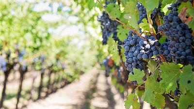 Où faire une dégustation de vins de Sarthe ? 🍇​🍷​