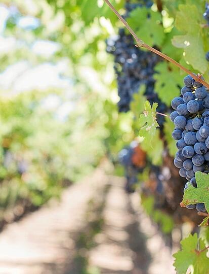 Où faire une dégustation de vins de Sarthe ? 🍇​🍷​