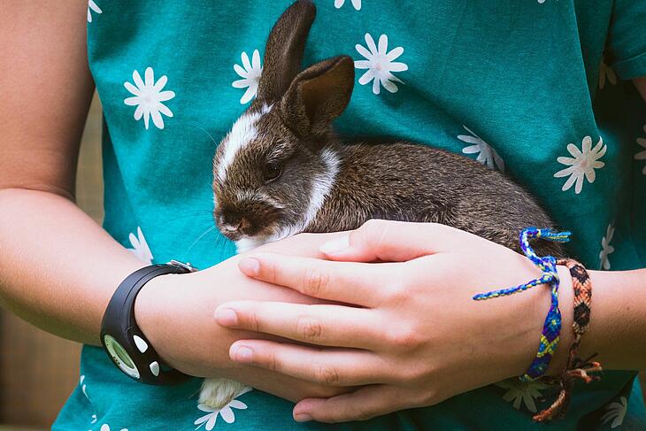 Permaculture au Château Le Brévedent Un lapin au château de Brévedent