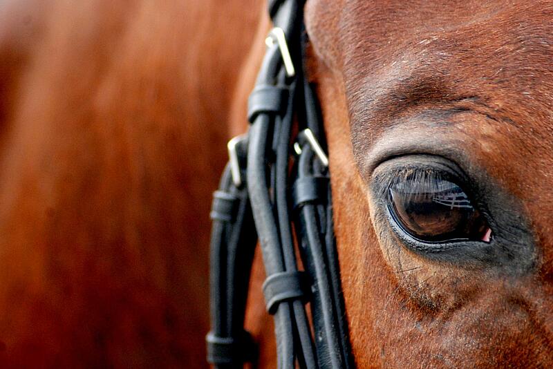 un cheval dans un centre équestre