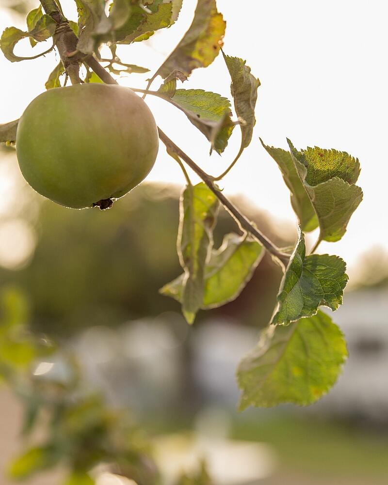 A close-up shot of a single green apple ripening on a tree branch, beautifully backlit by the sun in the orchards of a Les Castels campsite.