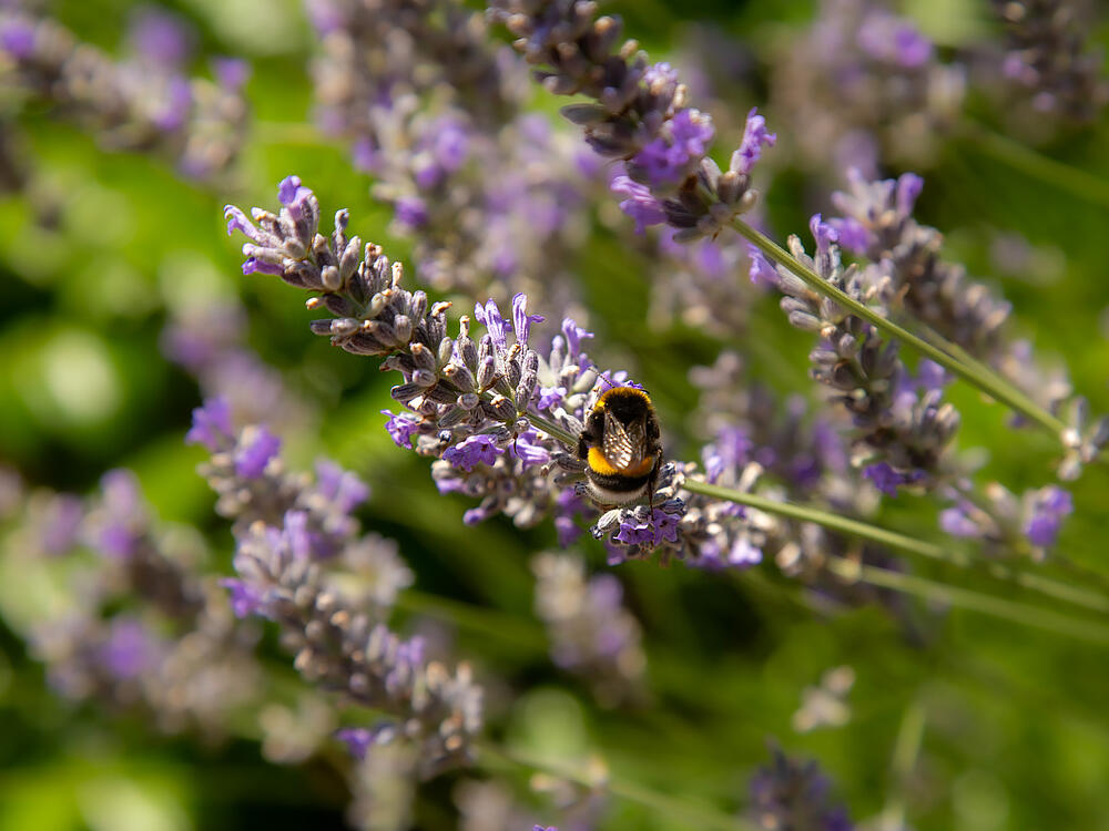 Camping Castel Camping Les Bois du Bardelet GIEN Centre-Val de Loire 19